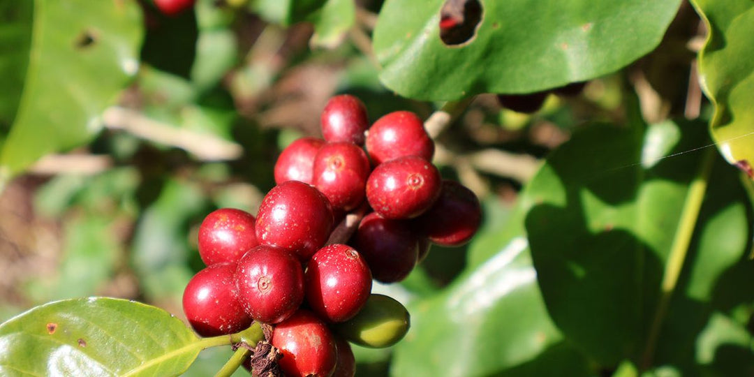 Finca Loma de Paja Pacamara: A Rare Micro Lot, Years in the Making