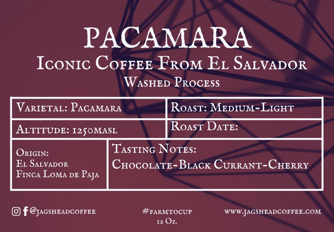 Pacamara Washed
