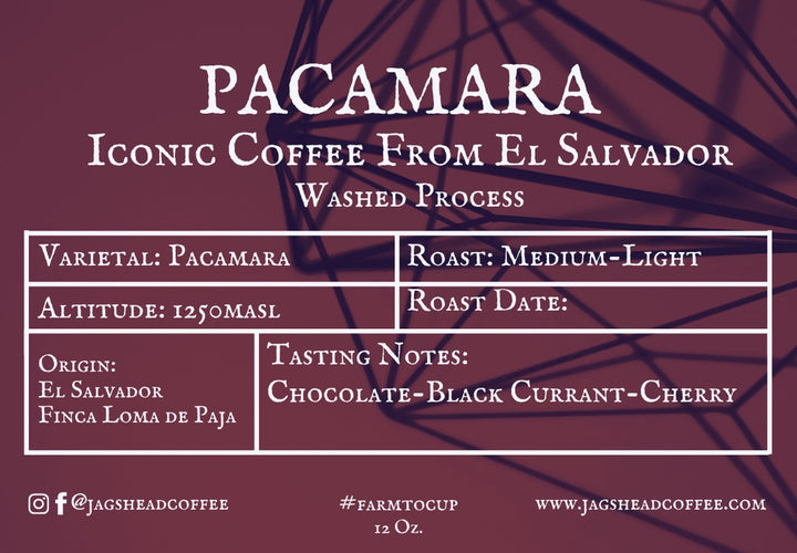 Pacamara Washed